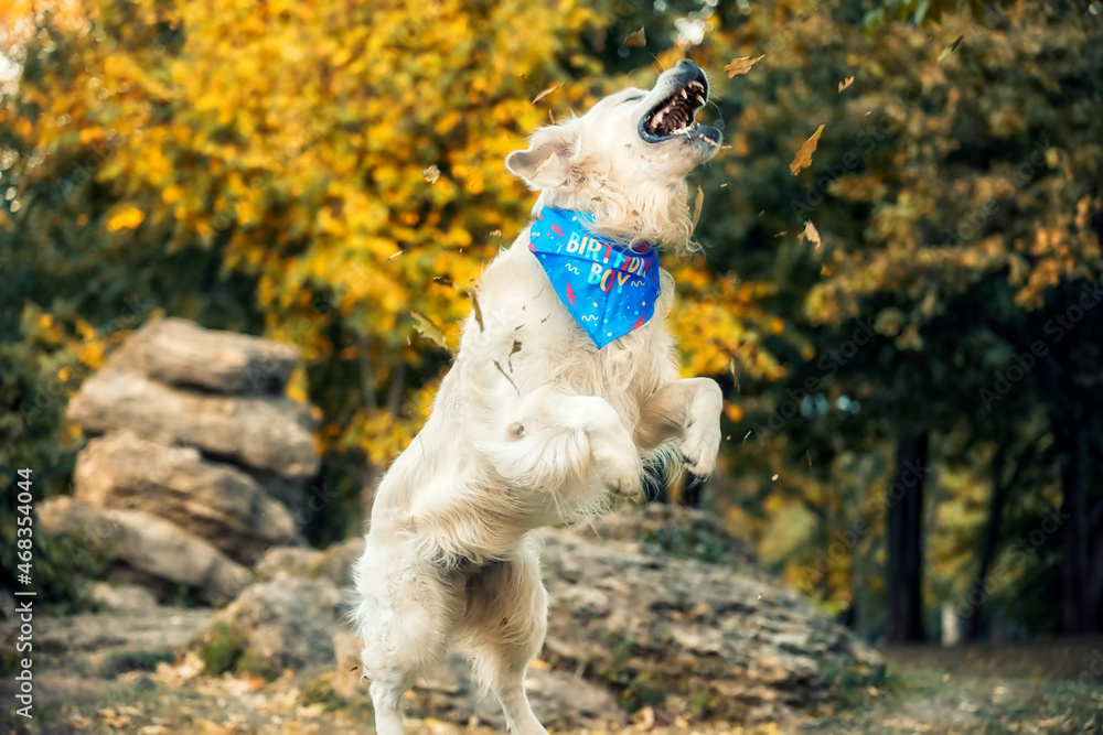 Golden Retriever dog jumping in the park. Selective focus.