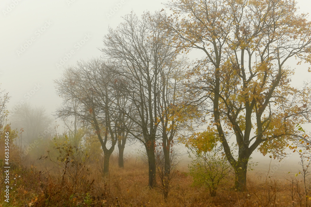 Autumn yellow trees in a foggy haze. Late foggy autumn.