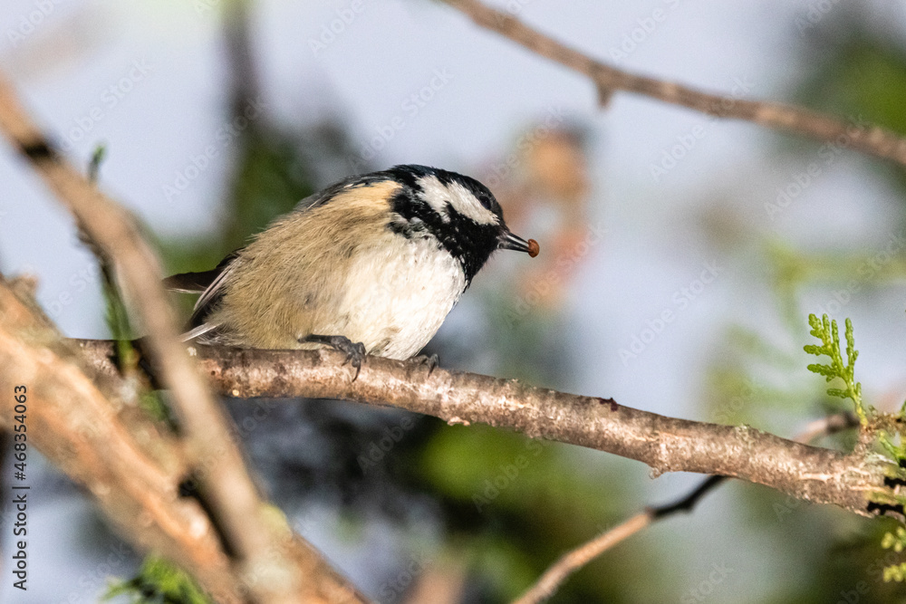 Fototapeta premium Coal Tit perched on a tree branch