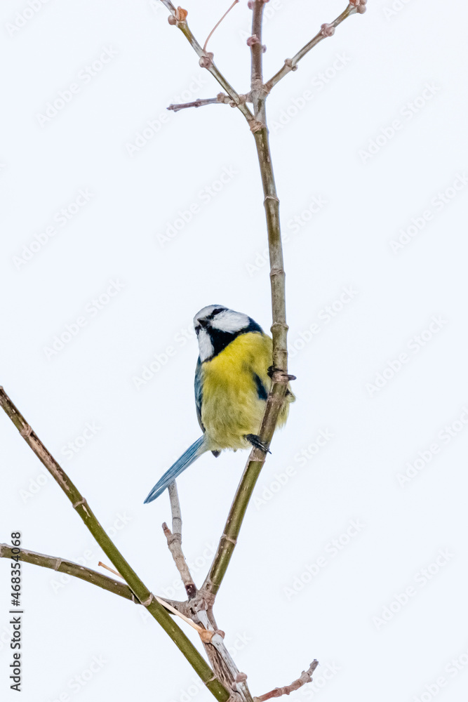 Fototapeta premium blue tit perched on a tree branch