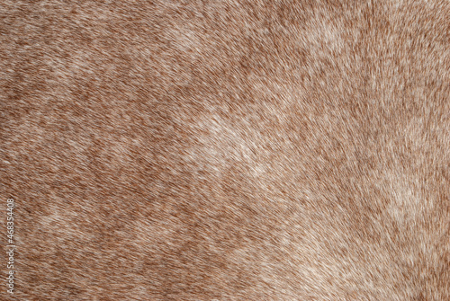 Brown bay horse fur texture closeup. Close up beige equine hair pattern