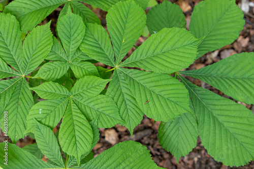 Fresh green horse chestnut leaves against a woodland floor