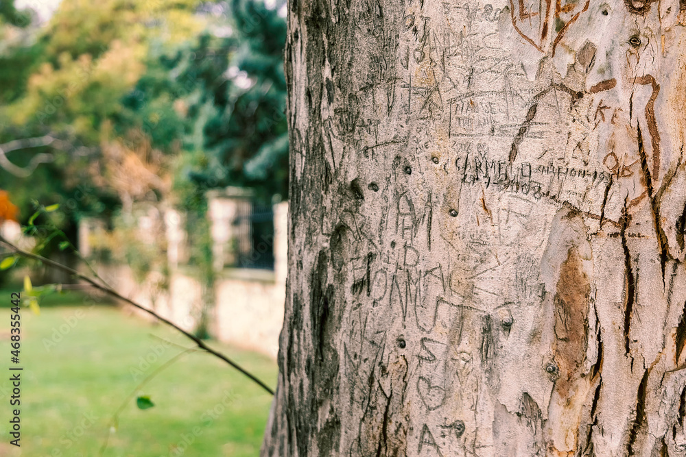 Fototapeta premium letters and signs engraved over time on tree bark