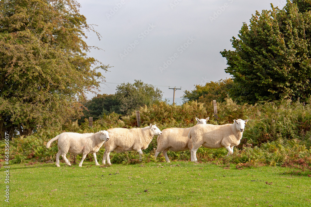 Obraz premium sheep on a meadow