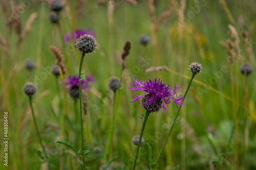 Soft purple flowers against a soft focus green background