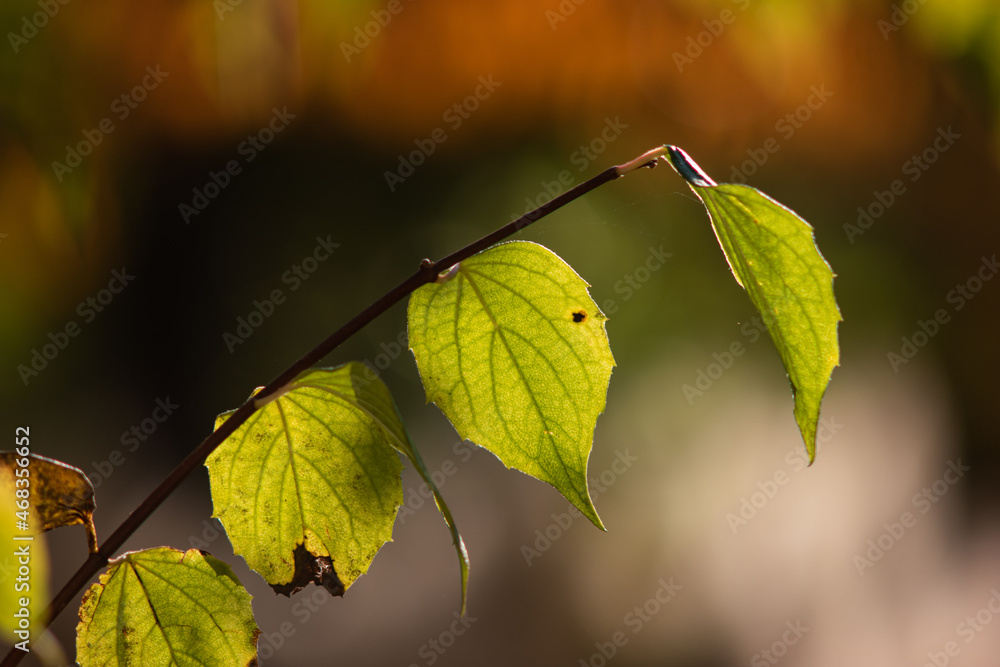 Green fading leaves on a branch close up telephoto shot outdoors. Backlit by setting sun, shallow depth of field