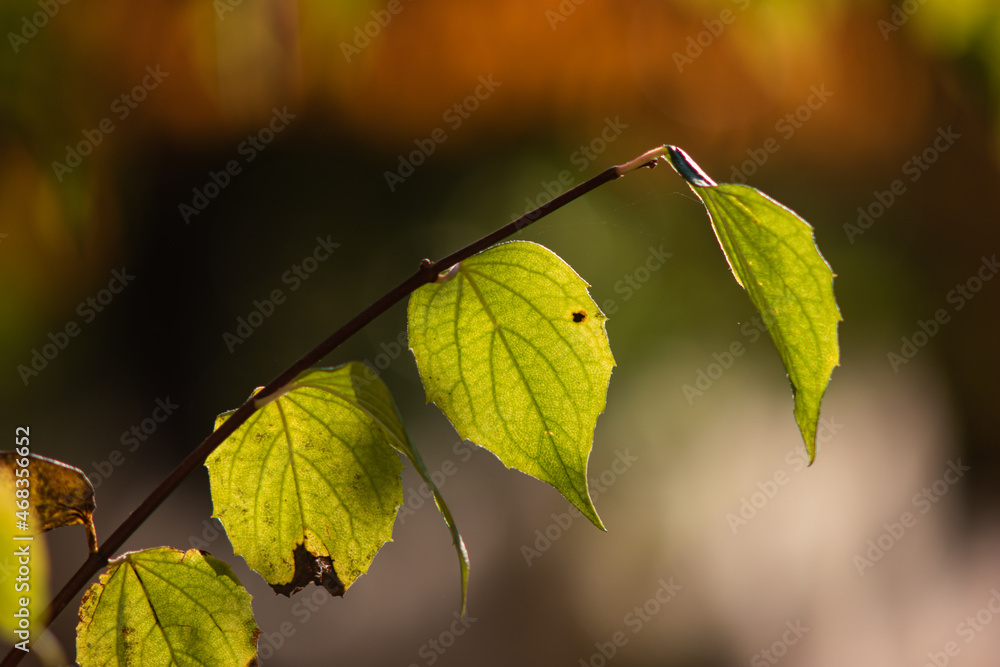 Obraz premium Green fading leaves on a branch close up telephoto shot outdoors. Backlit by setting sun, shallow depth of field