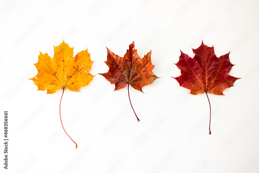 3 red and golden autumn oak tree leaves on white background. Top view close up studio shot 3 red and golden autumn oak tree leaves on white background. Top view close up studio shot