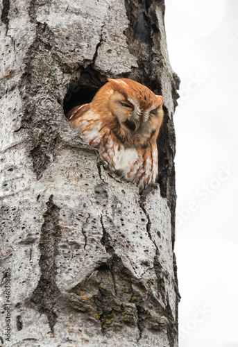 Eastern red morph screech owl hunts from his nest in tree in winter Canada