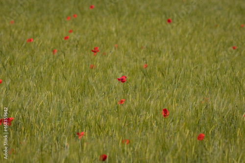 Vibrant red poppy flowers in a soft green field
