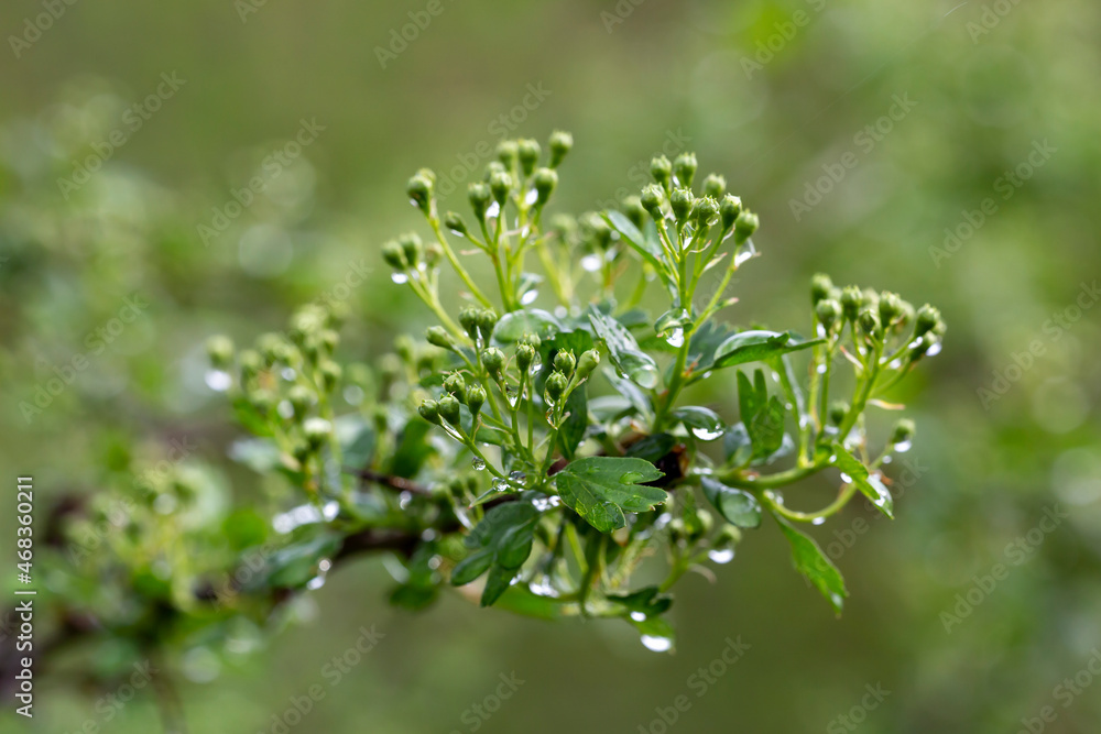 with water drops on a blooming plant with water drops on a blooming plant