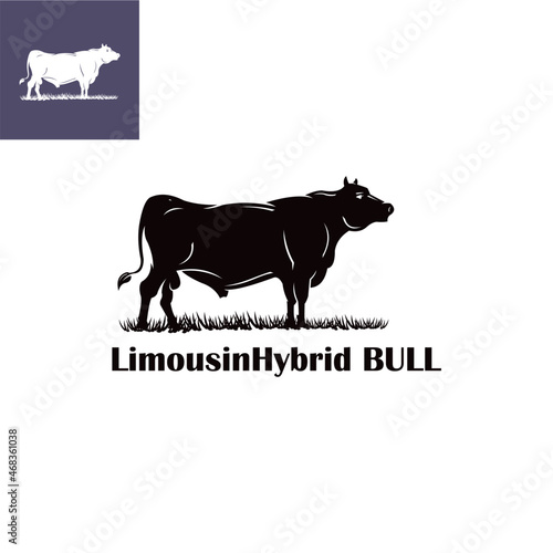limousin hybrid bull logo, silhouette of standing big bull vector illustrations
