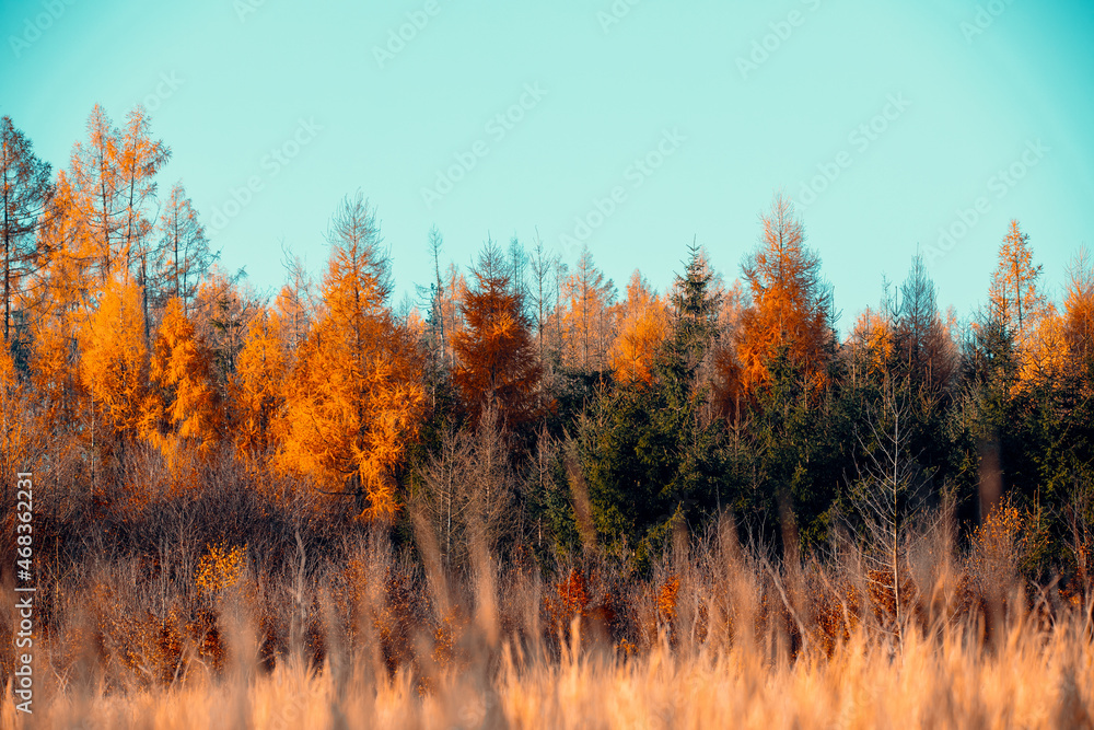 Countryside landscape, fall autumn season, beautiful colored tree. Czech Republic, Vysocina