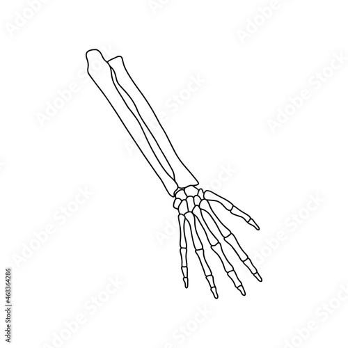 Bones of human hand, drawn by lines on white background. Vector Stock illustration.
