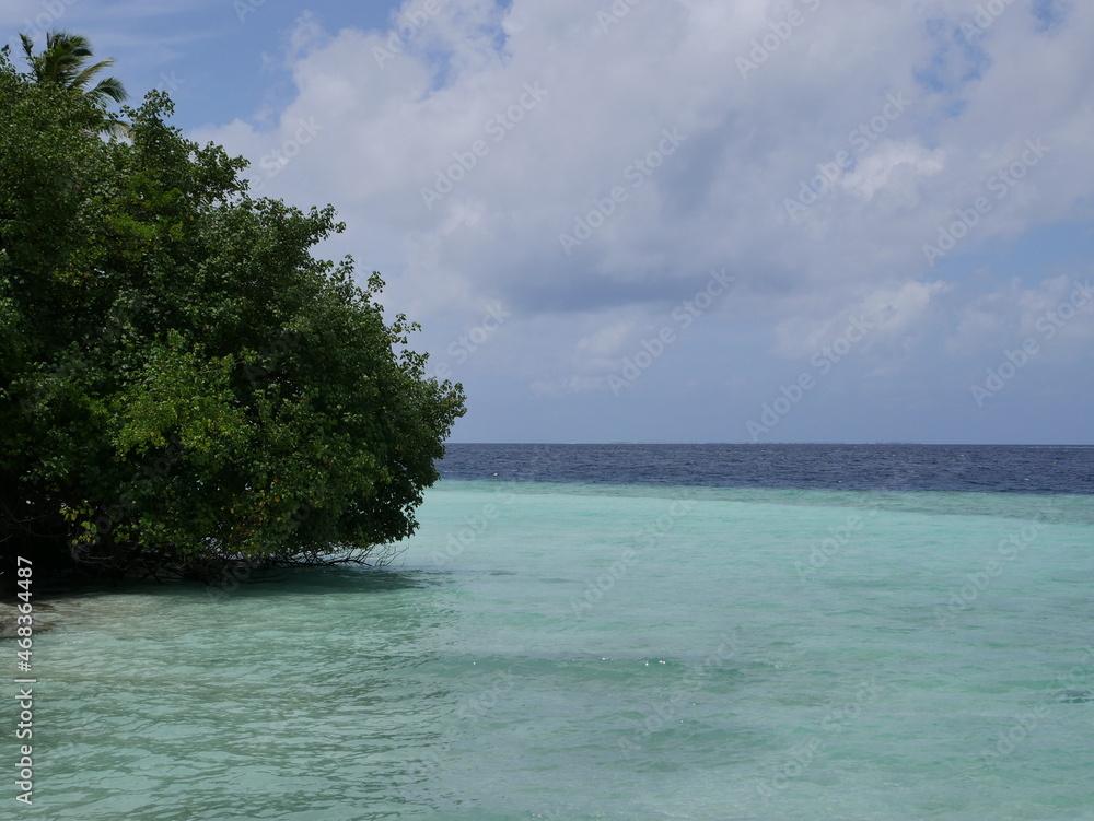 A tree with green leaves grows on the ocean shore. Trees of the subtropical region against the background of clouds and turquoise sea