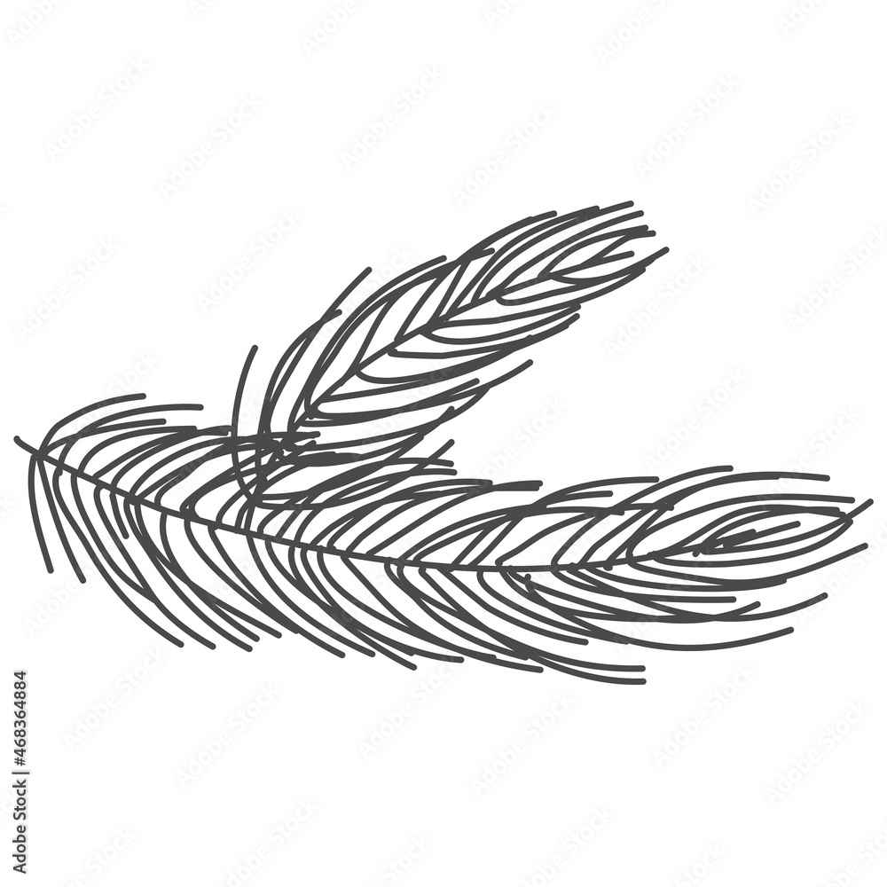 Fototapeta premium hand drawn pine branch, spruce
