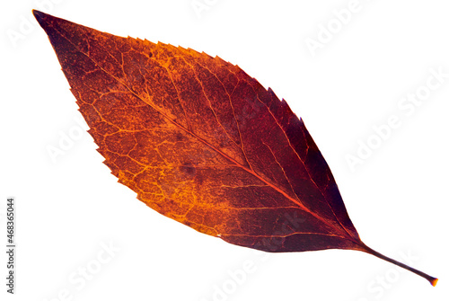 Single yellow and purple autumn leaf on a white background photo