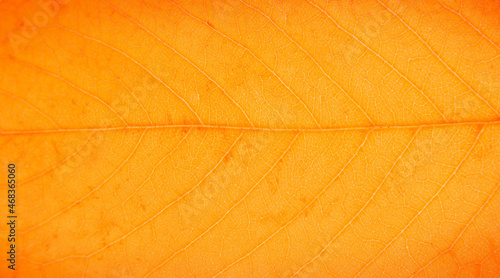 Close up of a yellow leaf. macro photography