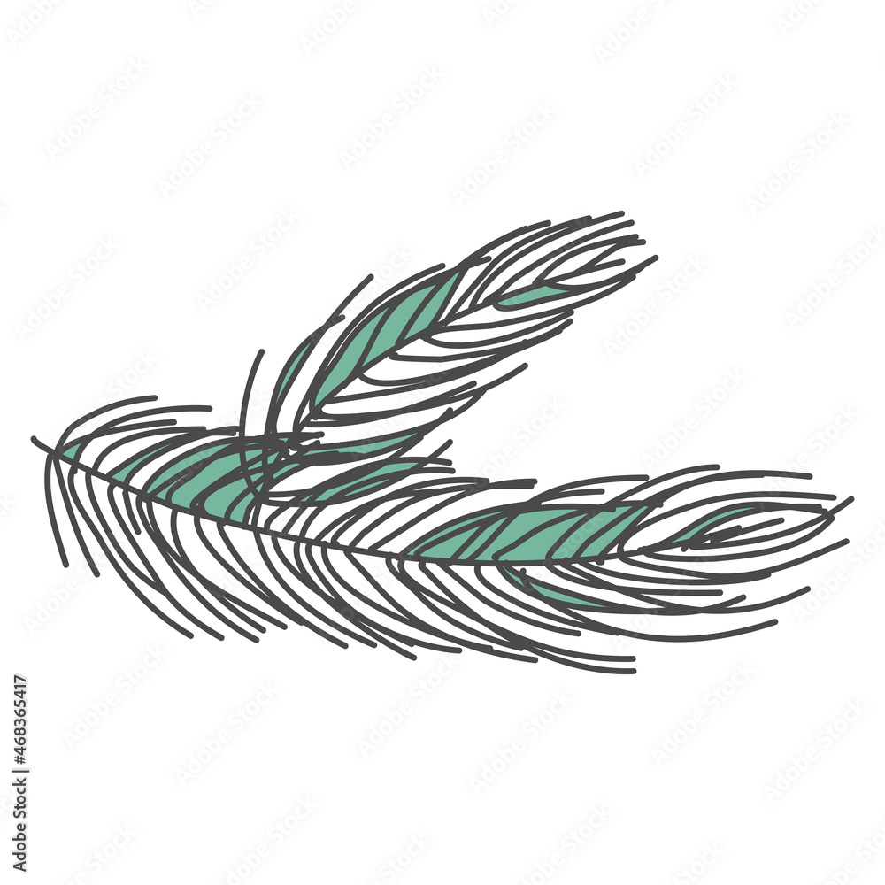 hand drawn pine branch, spruce hand drawn pine branch, spruce
