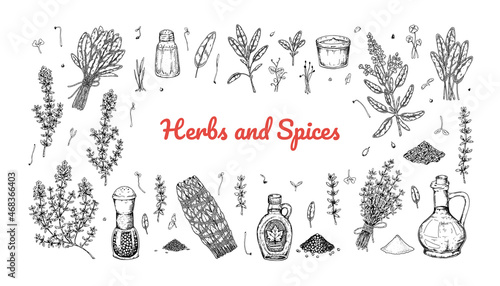 Set of hand drawn herbs and spices design elements. Vector illustration