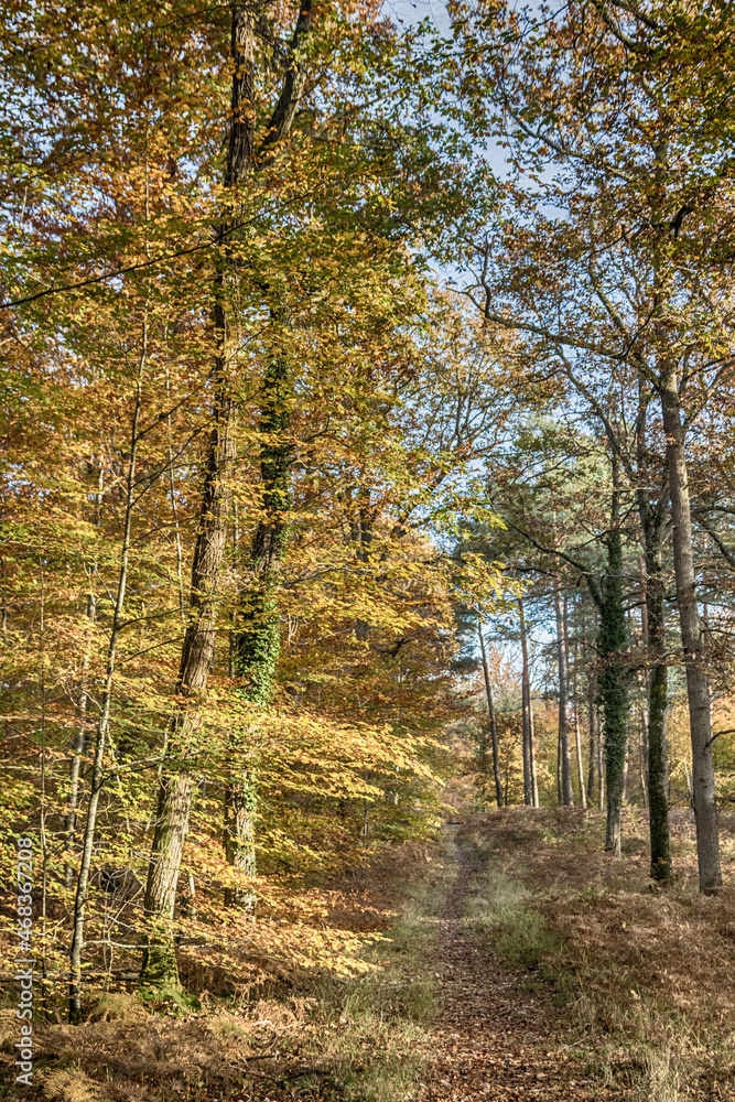 Obraz premium autumn in the forest