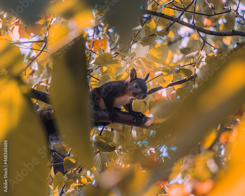 Far Eastern squirrel on a tree. Autumn.