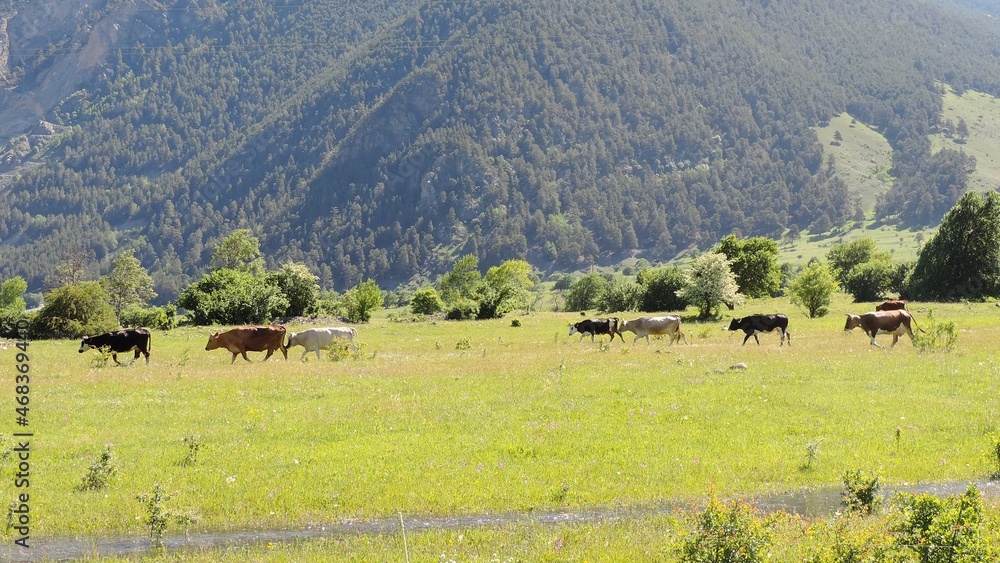 Fototapeta premium Cows on a mountain background. Cows graze near the mountains. Large-horned livestock.