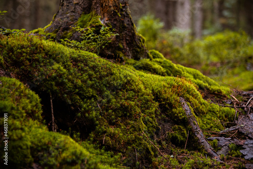 landscape of moss in the forest on the roots of trees close up