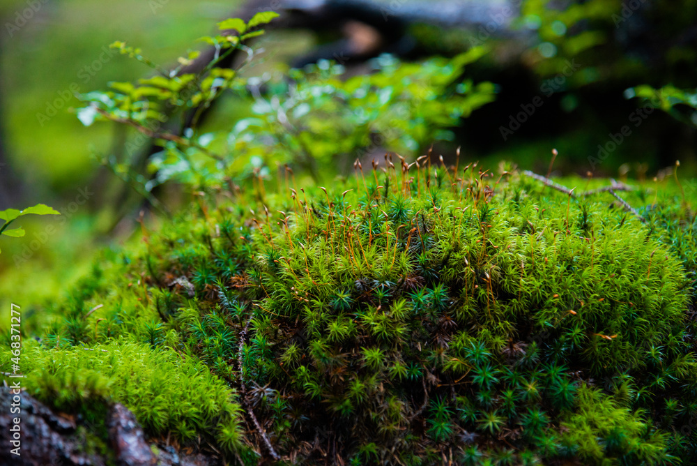 landscape of moss in the forest on the roots of trees close up