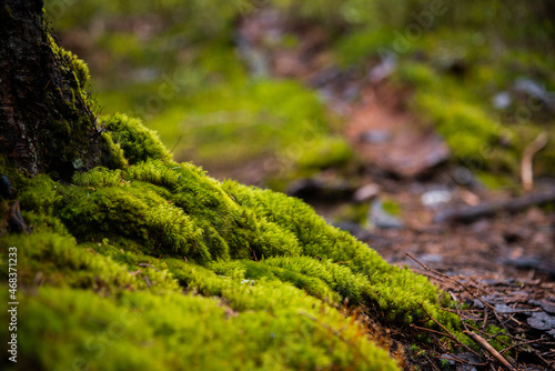 landscape of moss in the forest on the roots of trees close up