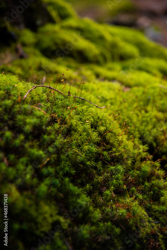 landscape of moss in the forest on the roots of trees close up