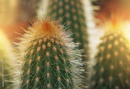 cactus with spines close-up, horizontal image abstract background in pastel colors, soft focus with shallow depth of field