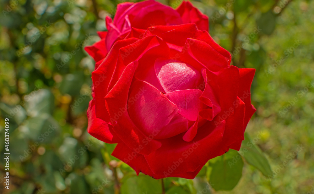 red rose in the garden.beautiful rose for valentine's day red rose in the garden.beautiful rose for valentine's day