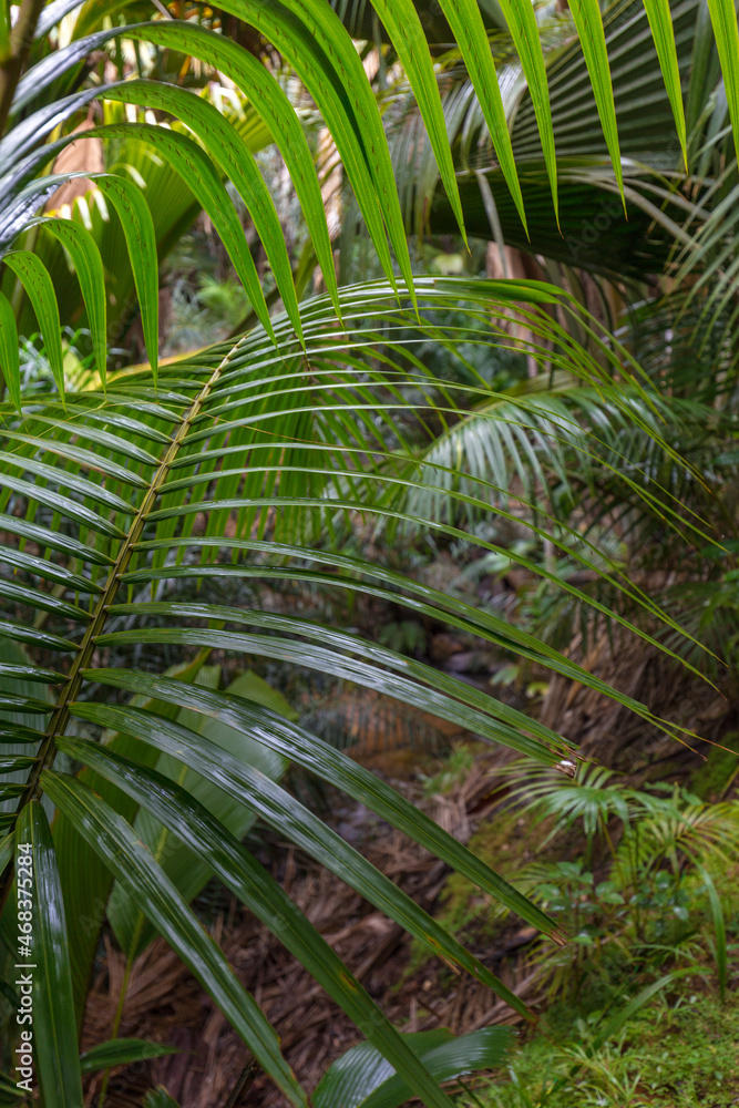 Palm leaves and vegetation in a jungle in Seychelles island