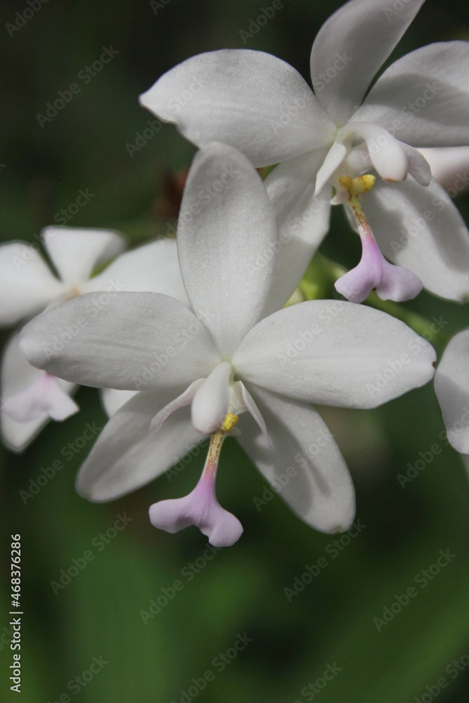 Obraz premium white orchid flower