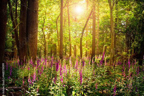 Foxgloves growing in bright sunshine in the New Forest