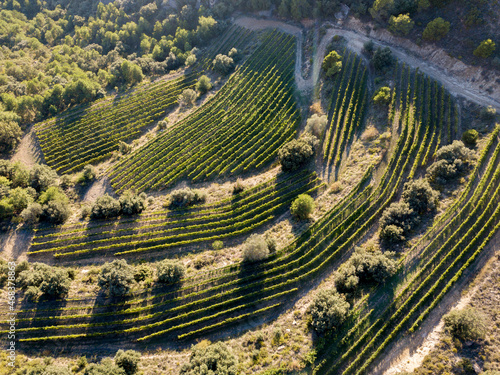 Drone view of vineyards in early autumn after harvest in Spain photo