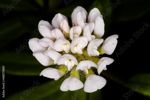 white magnolia flower