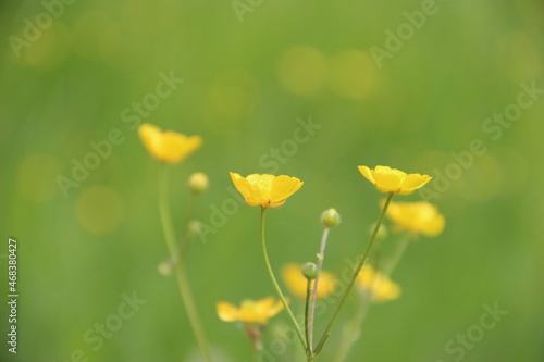 rośliny, flora, działka, róża, liście, zieleń, tropiki, kolor, owoce, łaka, botanic, flores, bukiet, ogród, ziemia, motyle, owady, wiosna, spring, nature, lato, kwiaciarnia, flowerpower, 