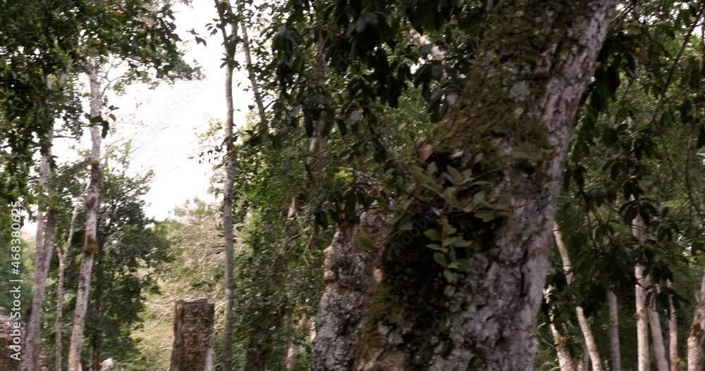 Zona Arqueológica de la ciudad Maya de Calakmul, Campeche, México. Zona Arqueológica de la ciudad Maya de Calakmul, Campeche, México.