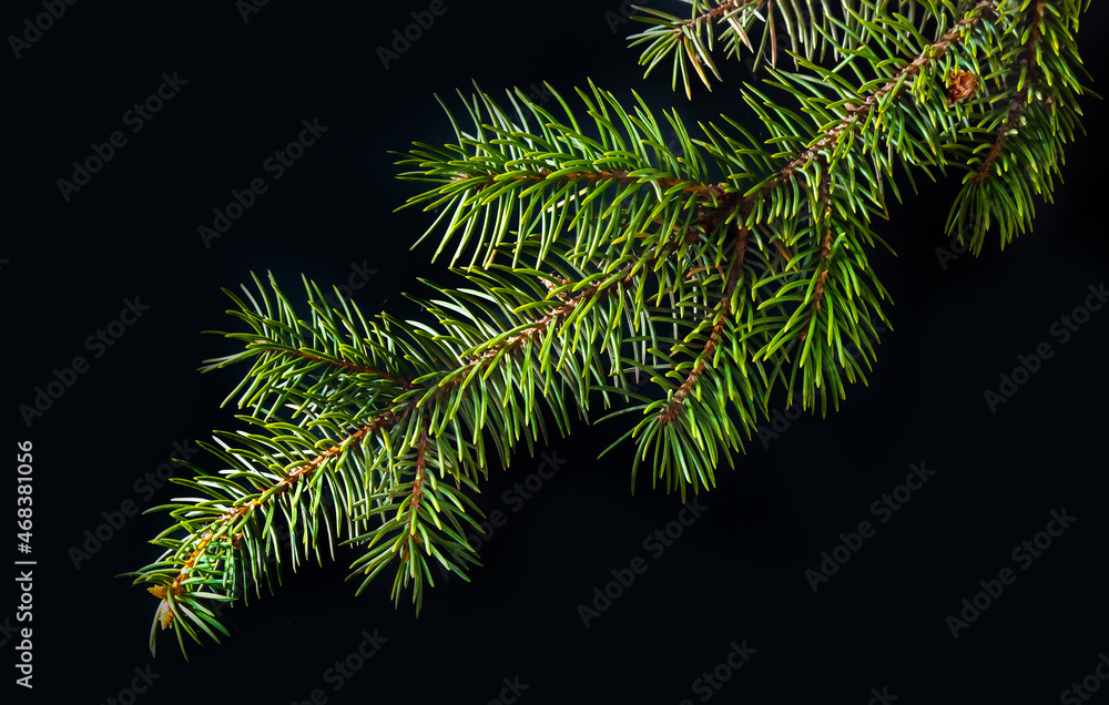 Christmas green spruce branch isolated on black background