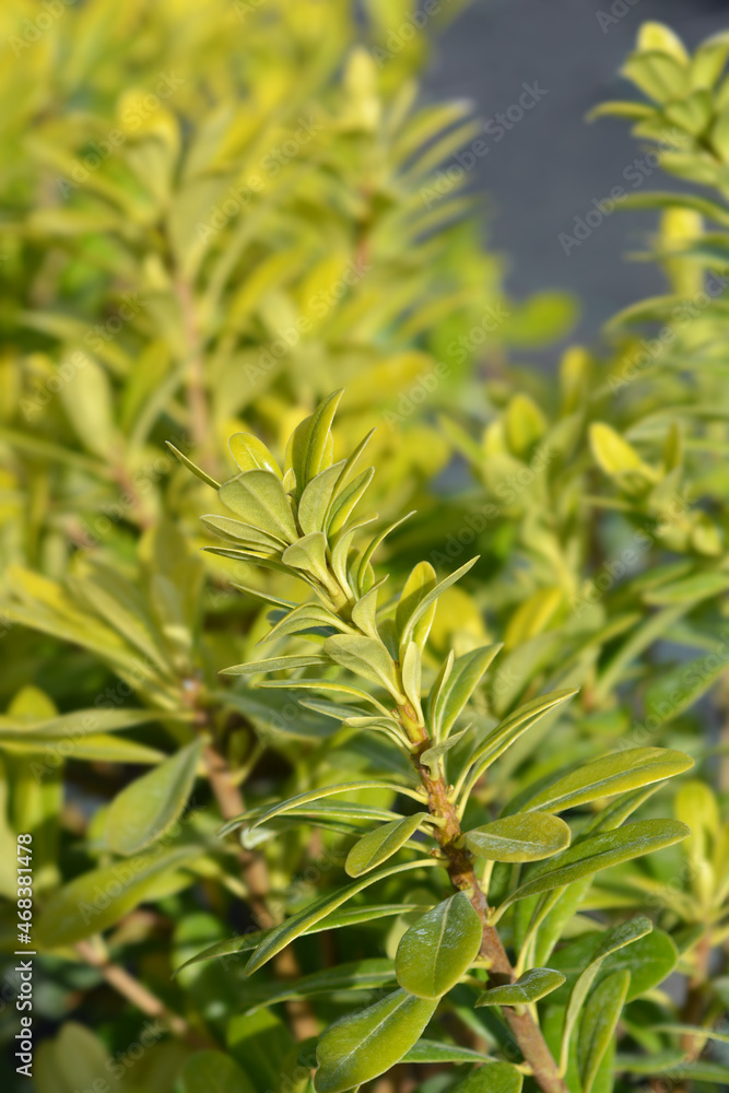 Dwarf Japanese Mock Orange Dwarf Japanese Mock Orange