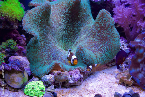 Two Amphiprion polymnus, also known as the saddleback clownfish or yellowfin anemone fish seek protection from a Haddon's Carpet Sea Anemone, Stichodactyla haddoni photo