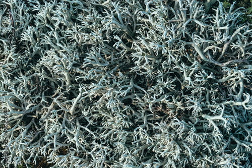  Cetraria islandic, Icelandic moss - a medicinal plant of herbal medicine