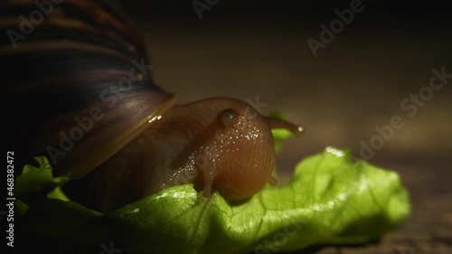 The giant snail Akhatina eats a green leaf of fresh lettuce. Macro video shooting in real time.