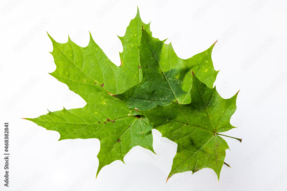 Green maple leaf isolated on white background Green maple leaf isolated on white background