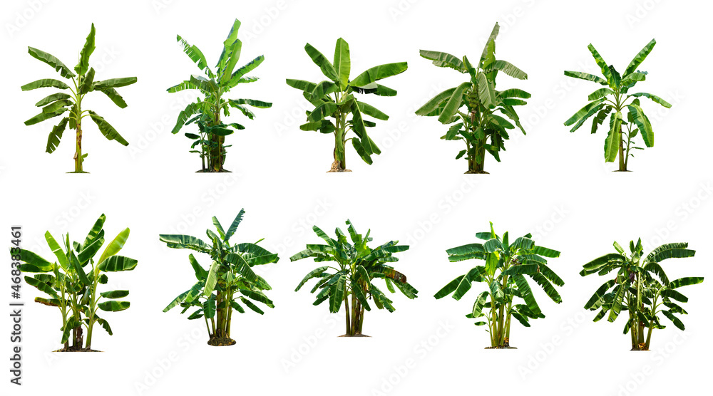 Collection of Isolated banana Trees on white background Collection of Isolated banana Trees on white background