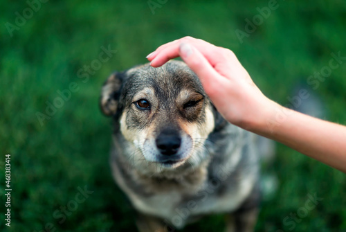 human hand stroking a cute contented dog during yard