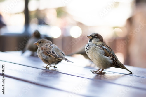 Urban sparrows in a cafe on the table.