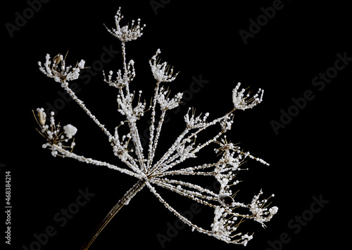 Frozen white wild carrot flowers. black background, pattern texture for design